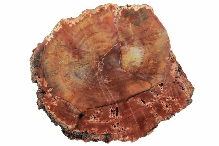 Polished, Petrified Wood (Araucarioxylon) - Arizona #193691